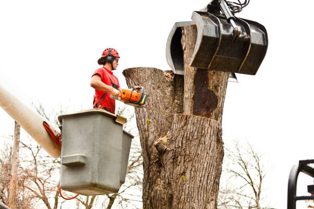 Best Storm Damage Tree Cleanup  in Quitman, GA